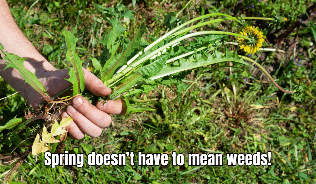 The #1 Spring Mistake Mid-Missouri Homeowners Make With Their Lawn (And How to Avoid It)