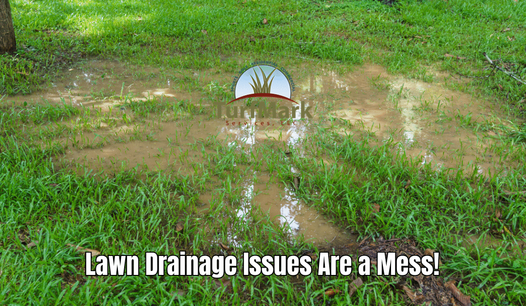 Drainage Disasters: How Poor Drainage Can Wreck Your Lawn